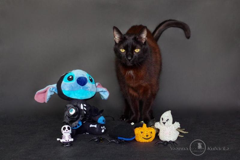 Franek of the Cineczka21 family