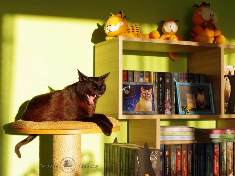 Cineczka21 uploaded   344  day/s  ago