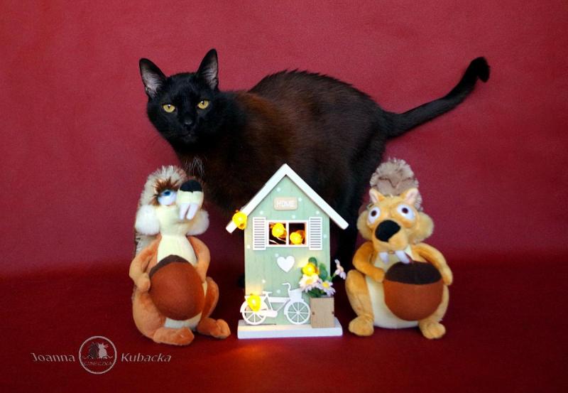 Cineczka21 uploaded   188  day/s  ago