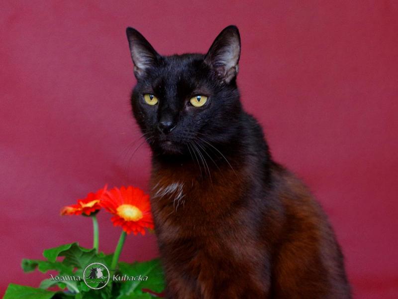 Franek of the Cineczka21 family