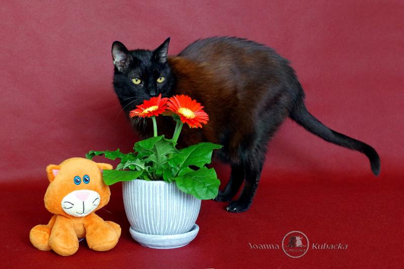 Franek of the Cineczka21 family