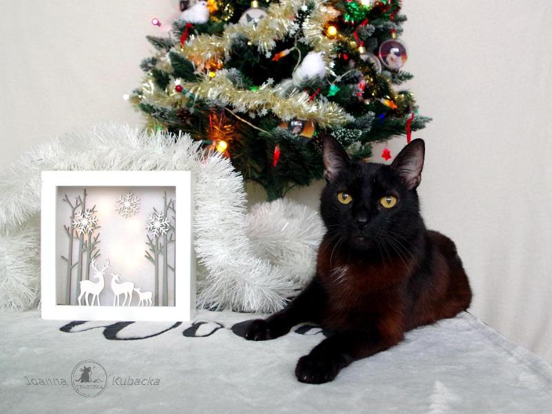 Cineczka21 uploaded   92  day/s  ago