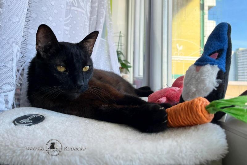 Franek of the Cineczka21 family