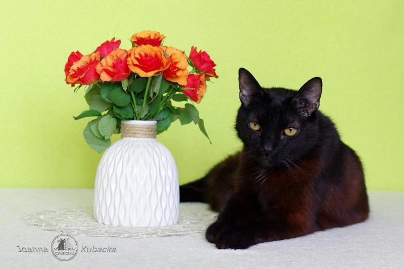 Franek of the Cineczka21 family