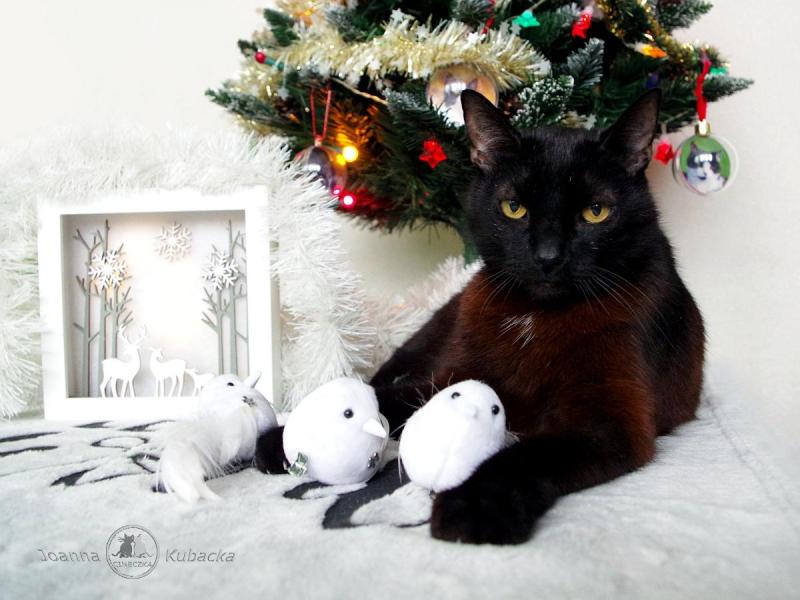 Cineczka21 uploaded   92  day/s  ago