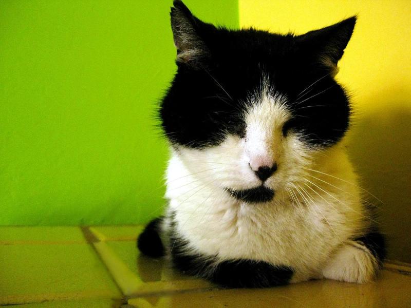 Feliks of the Cineczka21 family