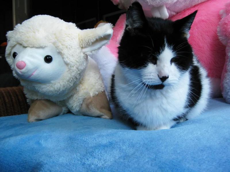 Feliks of the Cineczka21 family