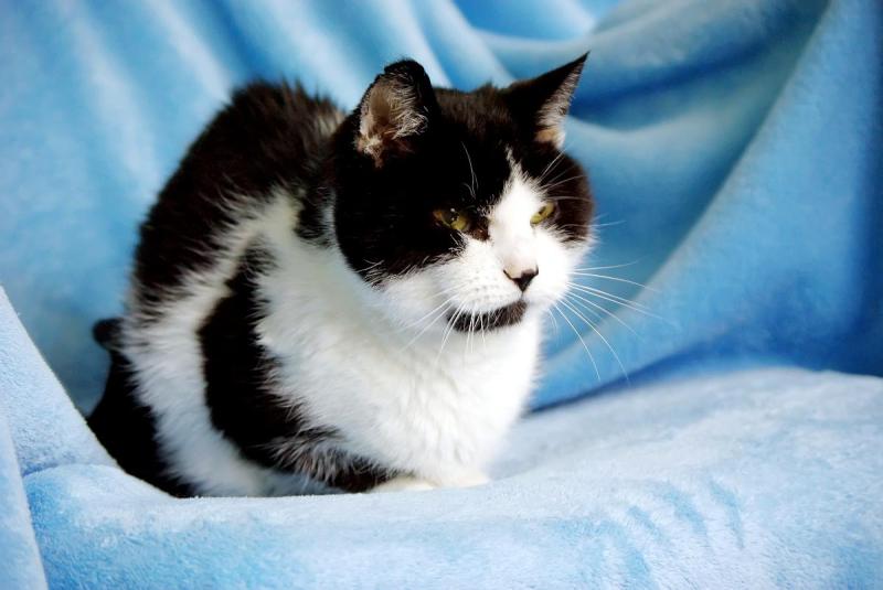 Feliks of the Cineczka21 family