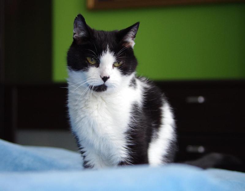 Feliks of the Cineczka21 family