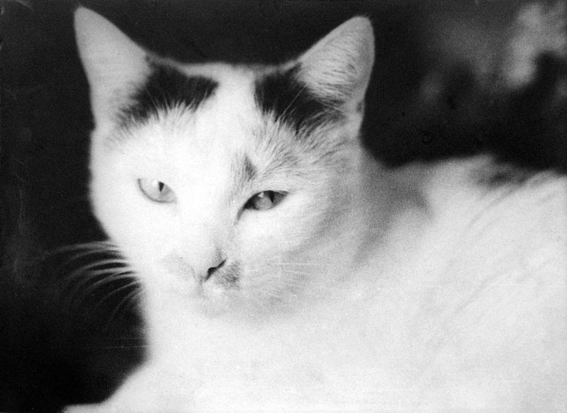 Milka(Cineczka21)