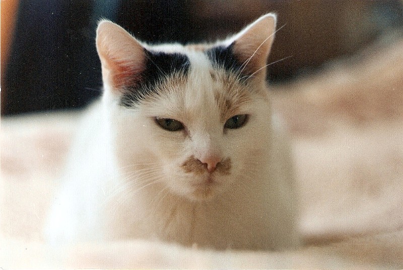 Cineczka21 uploaded   5 year/s ago