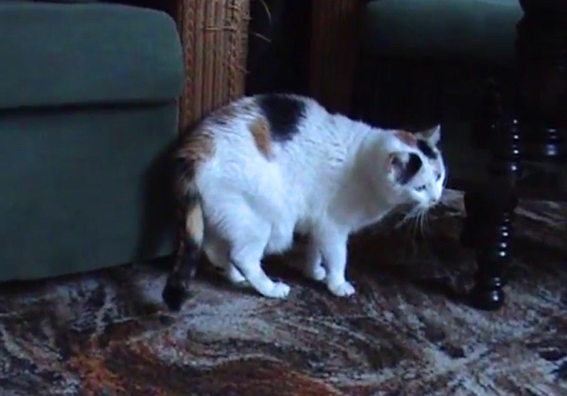 Milka of the Cineczka21 family