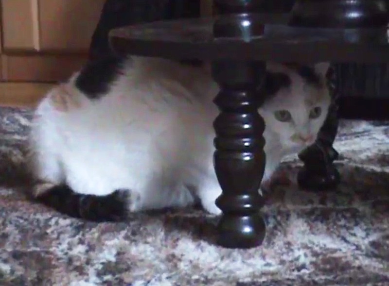 Milka of the Cineczka21 family