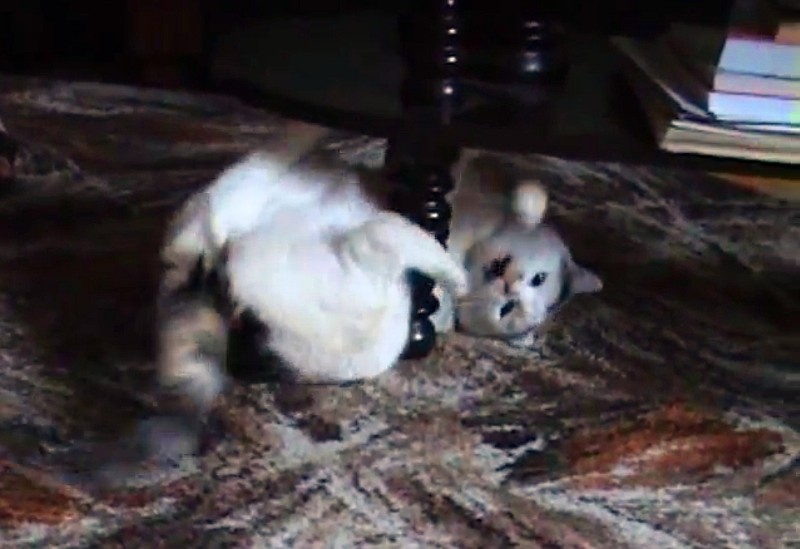 Milka of the Cineczka21 family