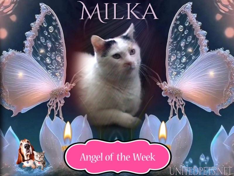 Milka of the Cineczka21 family