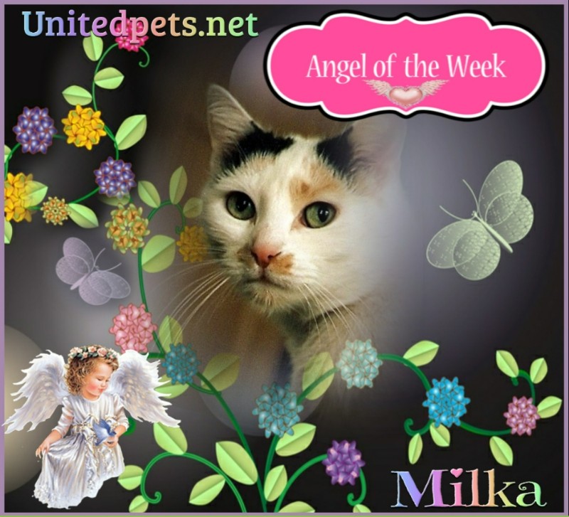 Milka of the Cineczka21 family