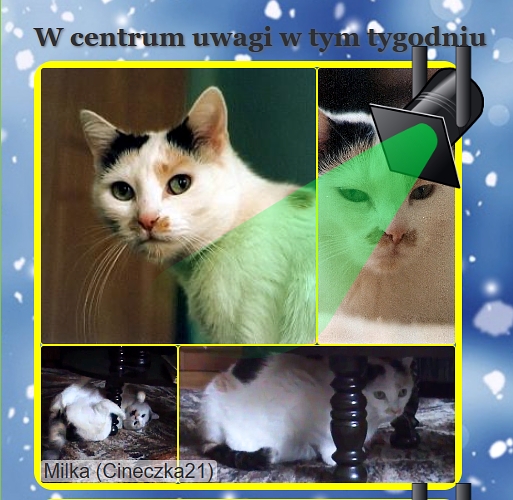 Milka of the Cineczka21 family