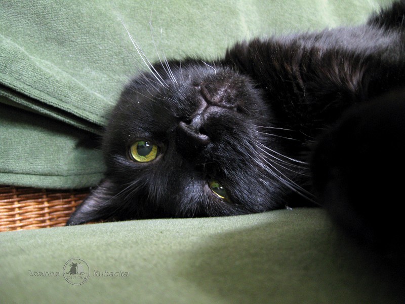 Malutki of the Cineczka21 family