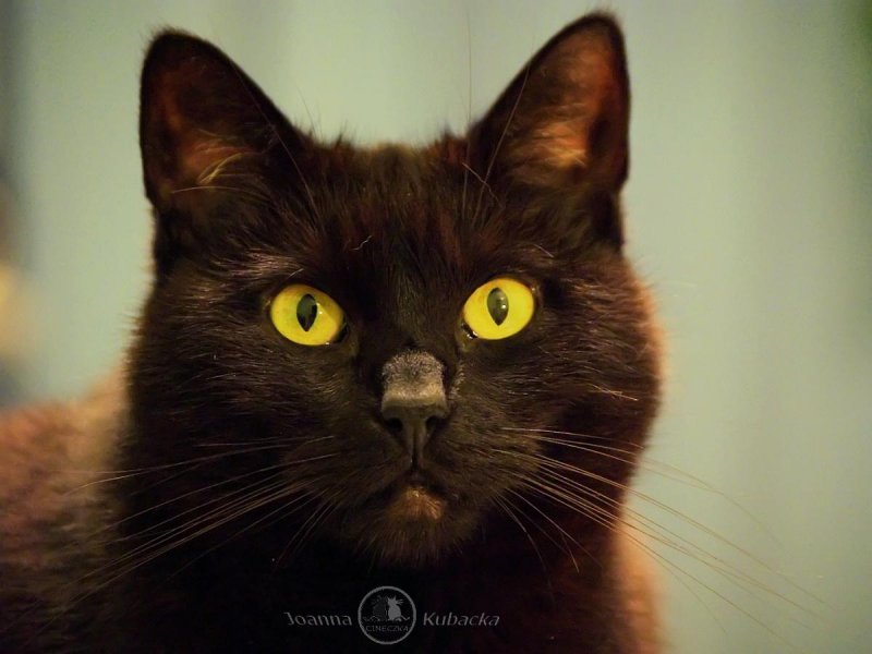 Cineczka21 uploaded   5 year/s ago