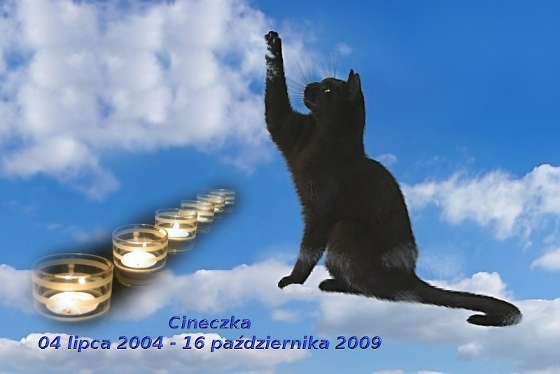 Cineczka of the Cineczka21 family