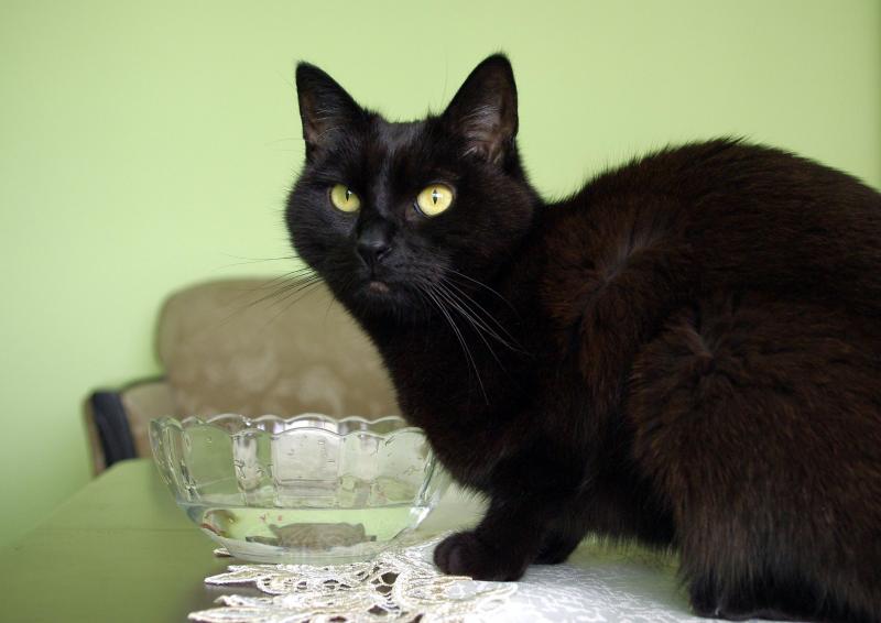 Cineczka of the Cineczka21 family