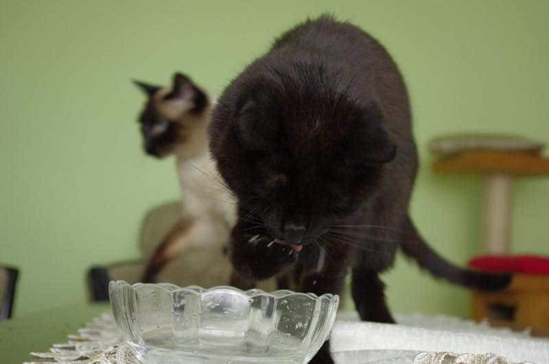 Cineczka of the Cineczka21 family