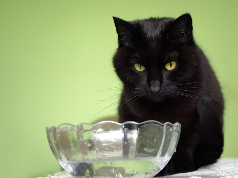 Cineczka of the Cineczka21 family