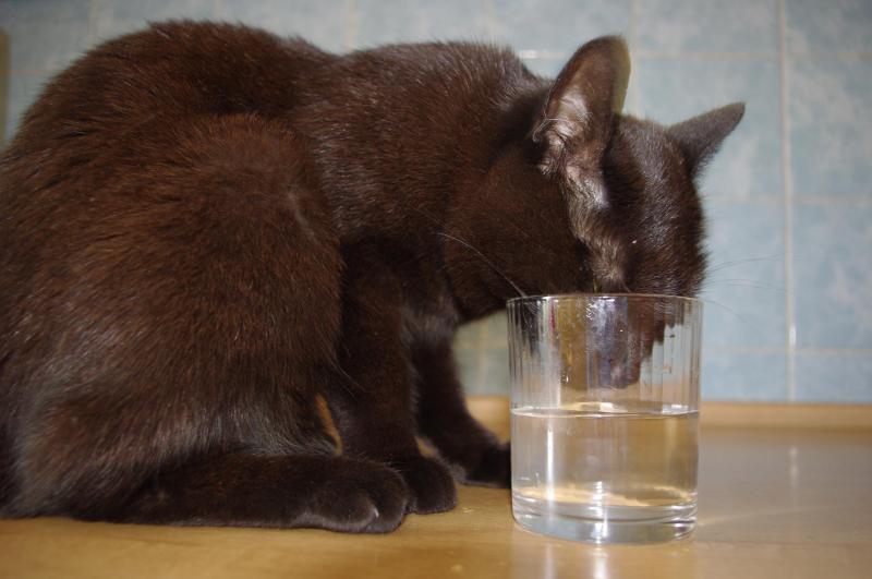 Cineczka of the Cineczka21 family