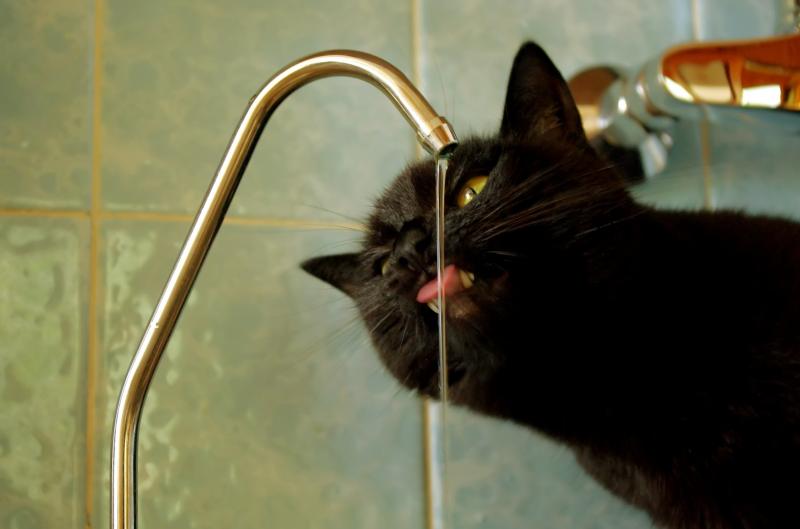 Cineczka of the Cineczka21 family