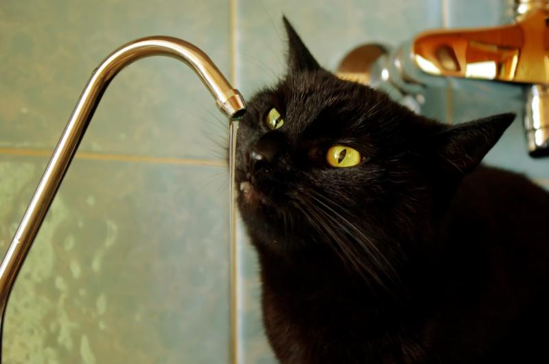 Cineczka of the Cineczka21 family