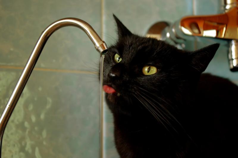 Cineczka of the Cineczka21 family