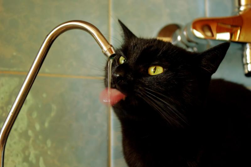 Cineczka of the Cineczka21 family