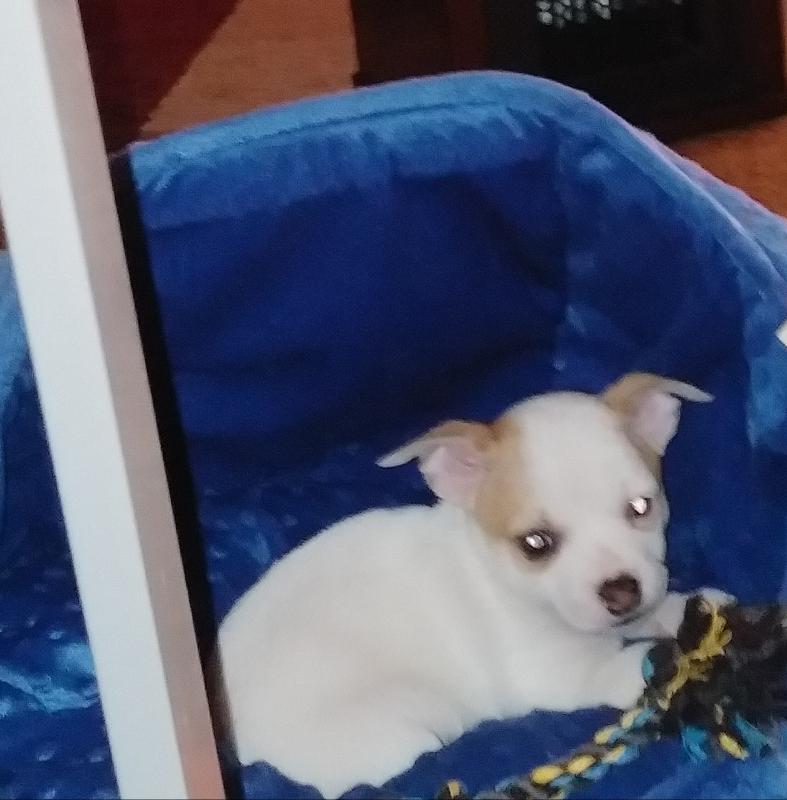 Christmas Cookie of the Cookie family