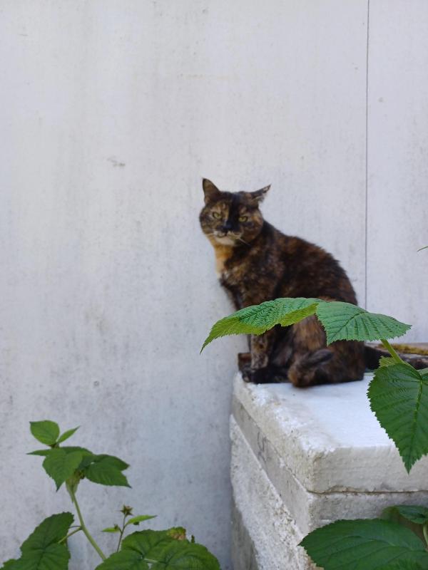 Didi uploaded   327  day/s  ago