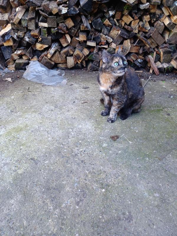 Didi uploaded   357  day/s  ago