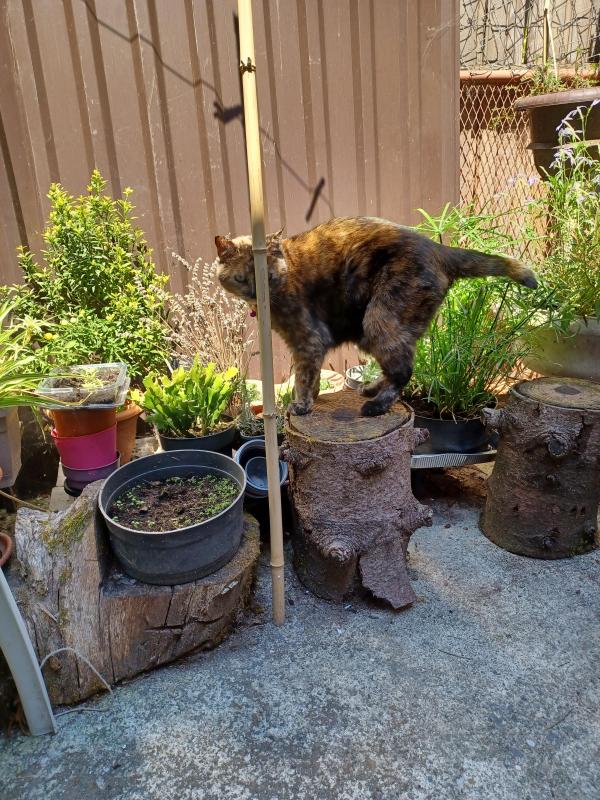 Didi uploaded   254  day/s  ago