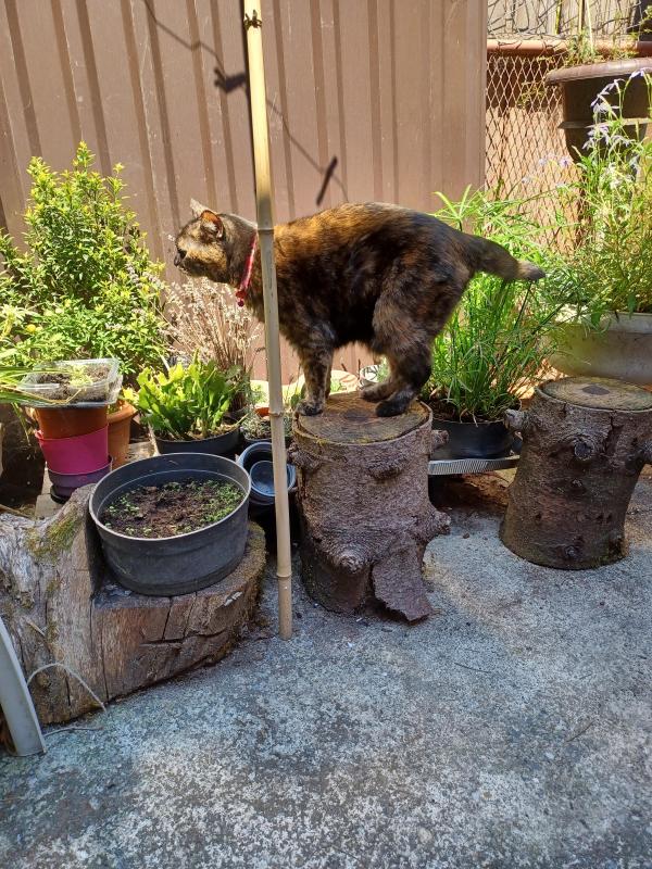 Didi uploaded   254  day/s  ago