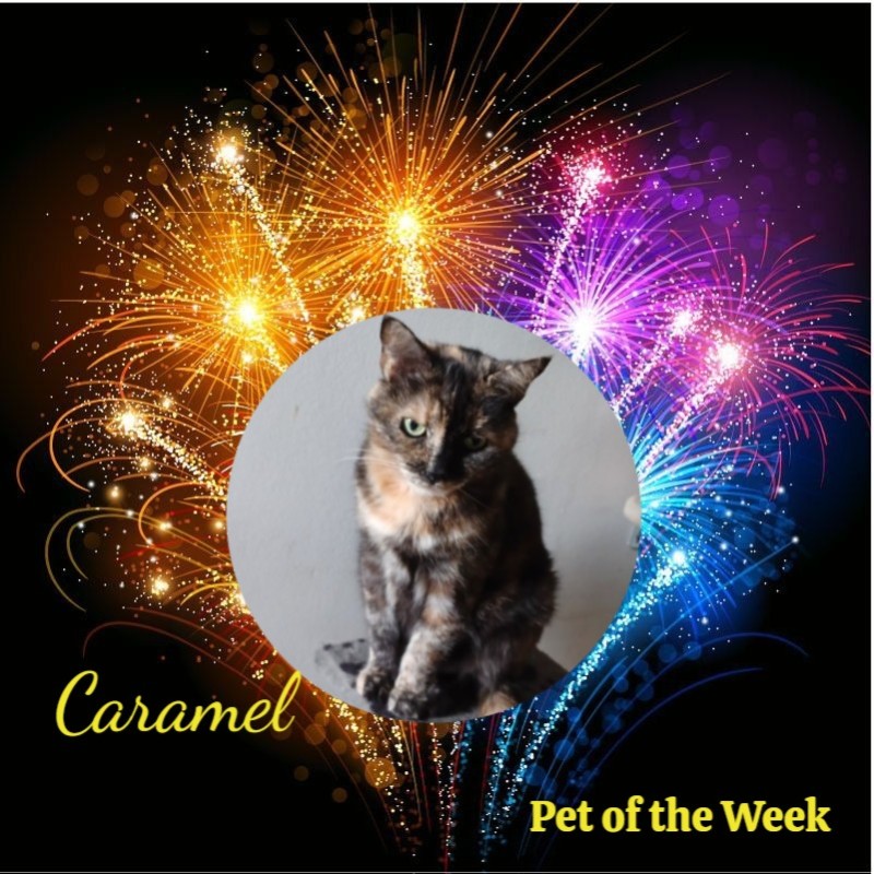 Caramel of the Didi family