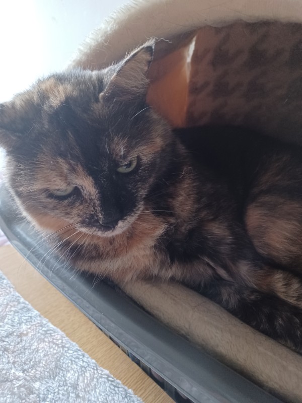 Caramel of the Didi family