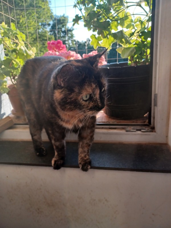 Caramel of the Didi family