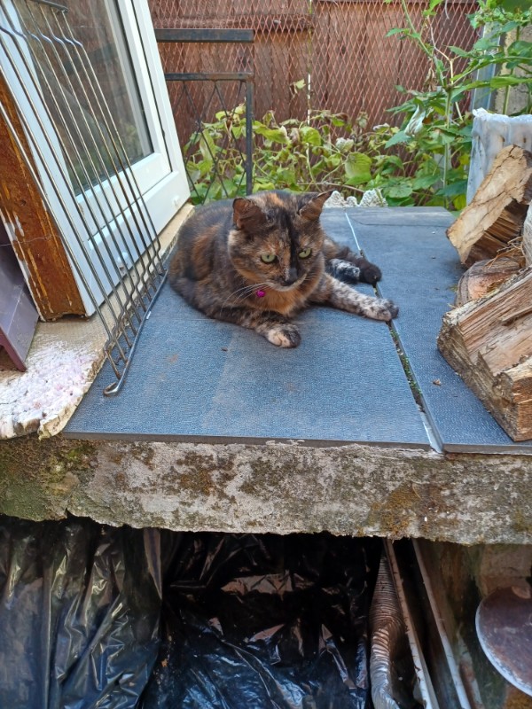 Caramel of the Didi family