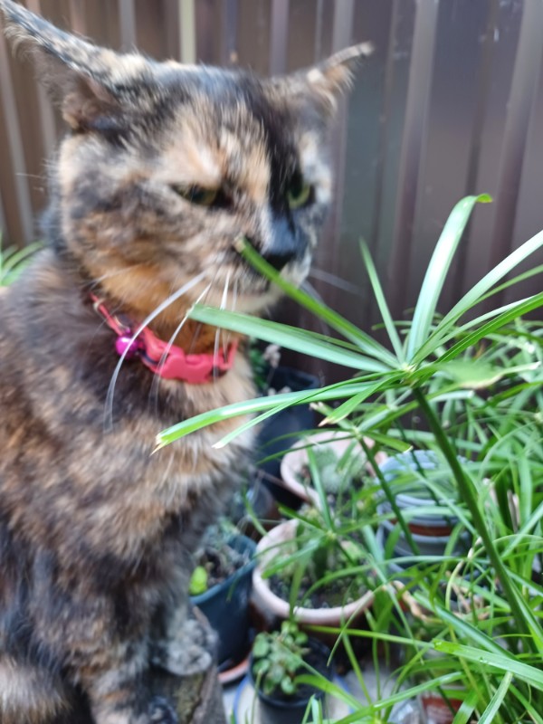 Caramel of the Didi family