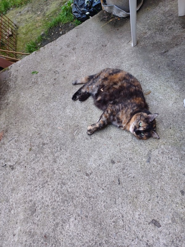 Caramel of the Didi family