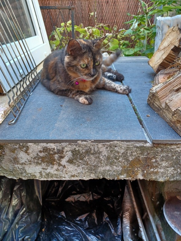 Caramel of the Didi family