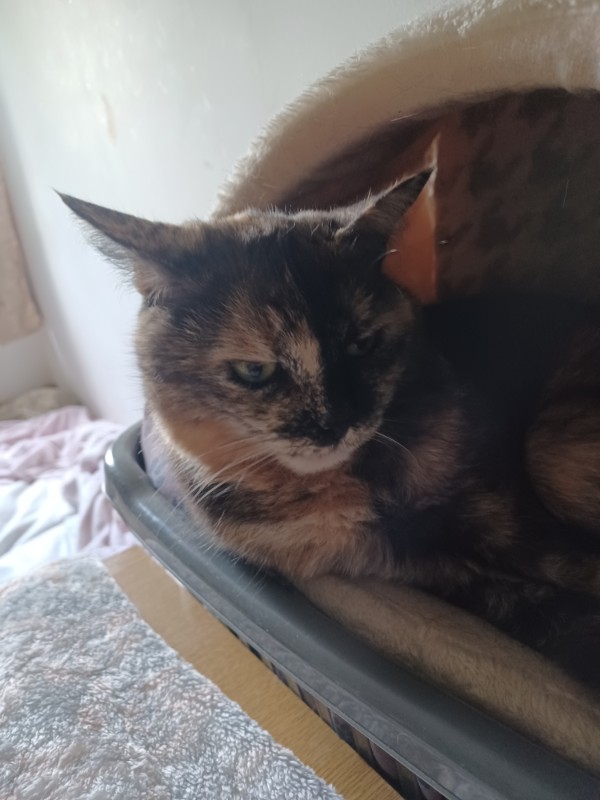 Caramel of the Didi family