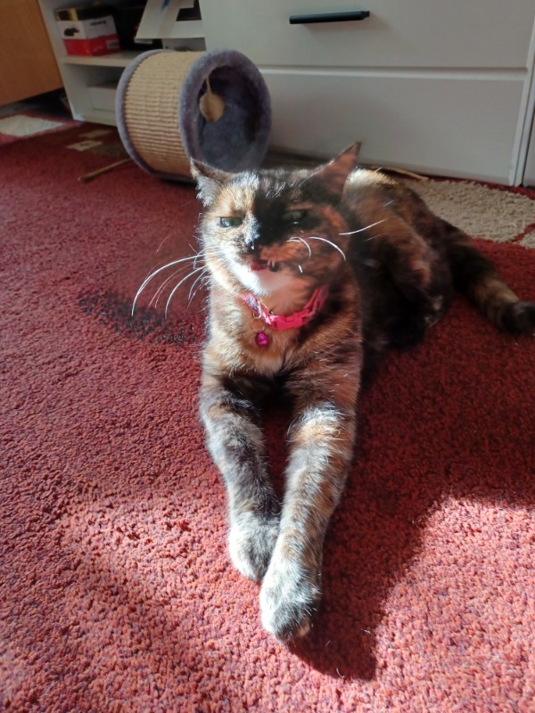 Caramel of the Didi family