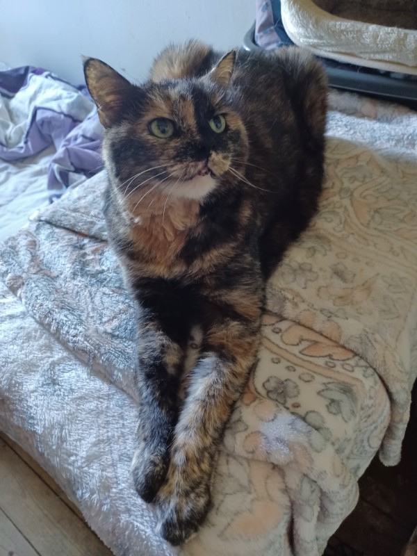Caramel of the Didi family
