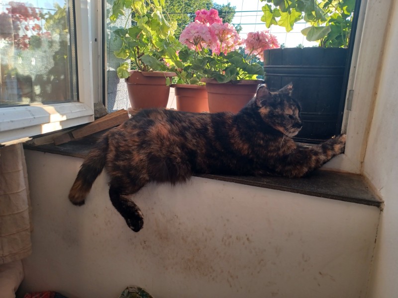 Caramel of the Didi family