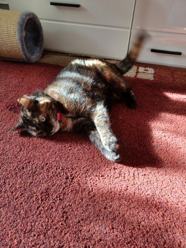 Caramel of the Didi family