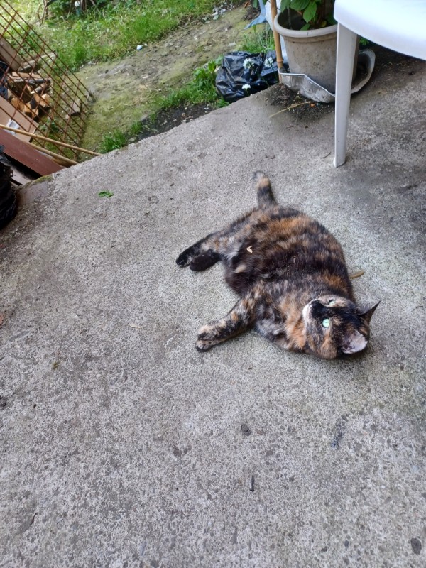 Caramel of the Didi family